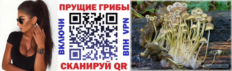Галлюциногенные грибы Psilocybe  Купить где  Пыть-Ях 